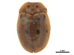  (Phytodectoidea - CCDB-32972-G05)  @11 [ ] CreativeCommons - Attribution (2019) Smithsonian Institution Smithsonian Institution