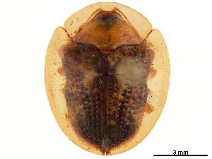  (Coptocycla texana - CCDB-32972-G10)  @11 [ ] CreativeCommons - Attribution (2019) Smithsonian Institution Smithsonian Institution