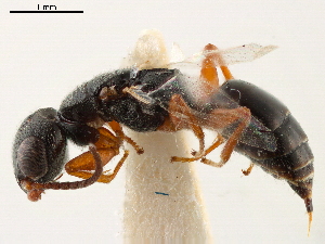  (Odontepyris ventralis - CCDB-34061-A07)  @11 [ ] CreativeCommons - Attribution (2019) Smithsonian Institution Smithsonian Institution
