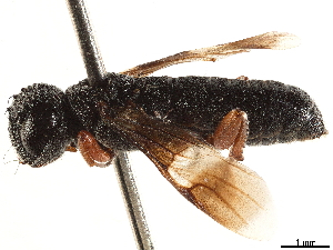  (Ophrynopus maculipennis - CCDB-34062-A08)  @11 [ ] CreativeCommons - Attribution (2019) Smithsonian Institution Smithsonian Institution