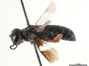  (Ophrynopus maculipennis - CCDB-34062-A09)  @11 [ ] CreativeCommons - Attribution (2019) Smithsonian Institution Smithsonian Institution