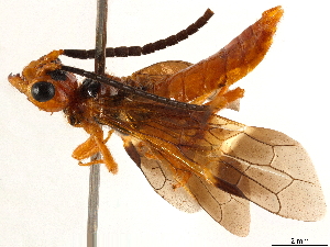  (Pamphiliidae - CCDB-34062-A11)  @15 [ ] CreativeCommons - Attribution (2019) Smithsonian Institution Smithsonian Institution