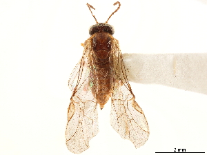  (Barilochia longivalvula - CCDB-34062-C02)  @11 [ ] CreativeCommons - Attribution (2019) Smithsonian Institution Smithsonian Institution