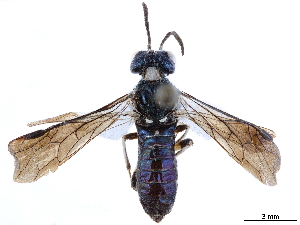  (Allantidea bengalensis - CCDB-34062-C08)  @11 [ ] CreativeCommons - Attribution (2019) Smithsonian Institution Smithsonian Institution