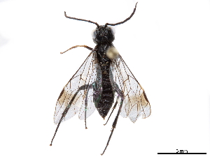  (Asiemphytus fasciatus - CCDB-34062-C10)  @11 [ ] CreativeCommons - Attribution (2019) Smithsonian Institution Smithsonian Institution