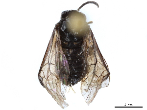  (Eriocampopsis subtruncata - CCDB-34062-E04)  @11 [ ] CreativeCommons - Attribution (2019) Smithsonian Institution Smithsonian Institution