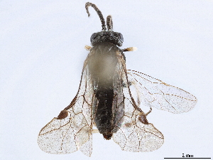  (Aphymatocera - CCDB-34062-H11)  @11 [ ] CreativeCommons - Attribution (2019) Smithsonian Institution Smithsonian Institution