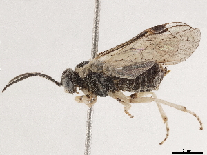  (Phymatoceropsis japonicus - CCDB-34063-C10)  @11 [ ] CreativeCommons - Attribution (2019) Smithsonian Institution Smithsonian Institution