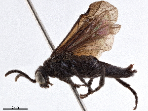  (Senoclidea suwonensis - CCDB-34063-C12)  @11 [ ] CreativeCommons - Attribution (2019) Smithsonian Institution Smithsonian Institution