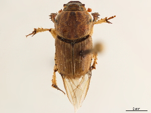  ( - CCDB-34064-E10)  @11 [ ] CreativeCommons - Attribution (2019) Smithsonian Institution Smithsonian Institution