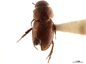  ( - CCDB-34064-G04)  @11 [ ] CreativeCommons - Attribution (2019) Smithsonian Institution Smithsonian Institution