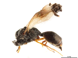  (Nothoserphus mirabilis - CCDB-34065-A02)  @11 [ ] CreativeCommons - Attribution (2019) Smithsonian Institution Smithsonian Institution
