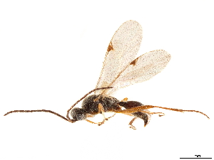  (Phaenoserphus fuscipes - CCDB-34065-A03)  @11 [ ] CreativeCommons - Attribution (2019) Smithsonian Institution Smithsonian Institution