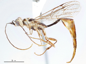  (Monomachidae - CCDB-34066-A01)  @11 [ ] CreativeCommons - Attribution (2019) Smithsonian Institution Smithsonian Institution