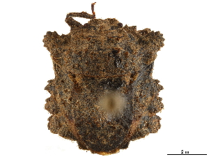  ( - CCDB-34067-B01)  @11 [ ] CreativeCommons - Attribution (2019) Smithsonian Institution Smithsonian Institution