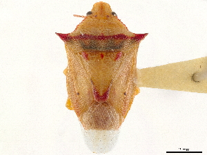  (Tylospilus acutissimus - CCDB-34067-G09)  @11 [ ] CreativeCommons - Attribution (2019) Smithsonian Institution Smithsonian Institution