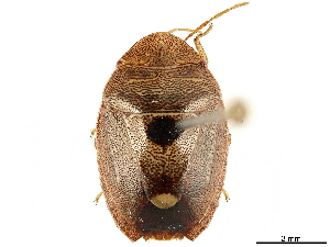  (Alveostethus politus - CCDB-34067-G12)  @11 [ ] CreativeCommons - Attribution (2019) Smithsonian Institution Smithsonian Institution