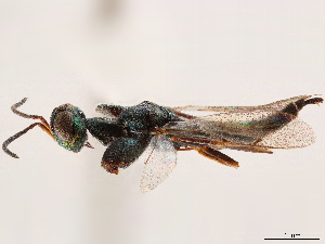  (Ooderidae - CCDB-34068-B03)  @11 [ ] CreativeCommons - Attribution (2019) Smithsonian Institution Smithsonian Institution