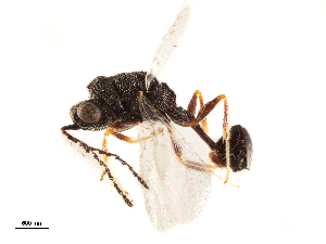  (Aximopsis - CCDB-34069-A01)  @11 [ ] CreativeCommons - Attribution (2019) Smithsonian Institution Smithsonian Institution