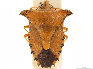  (Rhynchocoris humeralis - CCDB-34071-A01)  @11 [ ] CreativeCommons - Attribution (2019) Smithsonian Institution Smithsonian Institution