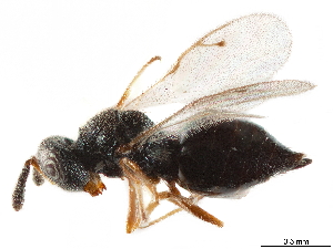  (Urolepis rufipes - CCDB-34072-B12)  @11 [ ] CreativeCommons - Attribution (2019) Smithsonian Institution Smithsonian Institution