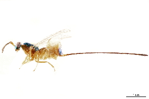  (Critogaster singularis - CCDB-34072-C08)  @11 [ ] CreativeCommons - Attribution (2019) Smithsonian Institution Smithsonian Institution