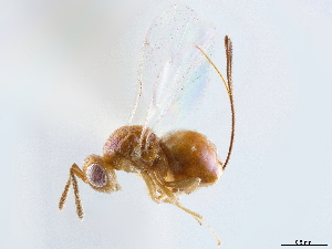  (Physothorax - CCDB-34072-F02)  @11 [ ] CreativeCommons - Attribution (2019) Smithsonian Institution Smithsonian Institution