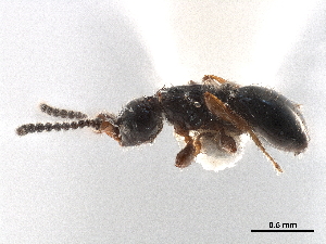  (Platymischus dilatatus - CCDB-34072-F10)  @11 [ ] CreativeCommons - Attribution (2019) Smithsonian Institution Smithsonian Institution