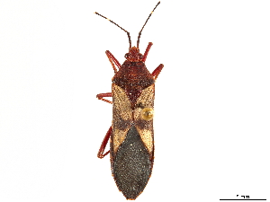  (Namacus annulicornis - CCDB-34073-D10)  @11 [ ] CreativeCommons - Attribution (2019) Smithsonian Institution Smithsonian Institution