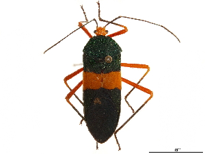  (Paryphes flavocinctus - CCDB-34073-D11)  @11 [ ] CreativeCommons - Attribution (2019) Smithsonian Institution Smithsonian Institution