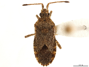  (Vazquezitocoris andinus - CCDB-34073-E03)  @11 [ ] CreativeCommons - Attribution (2019) Smithsonian Institution Smithsonian Institution