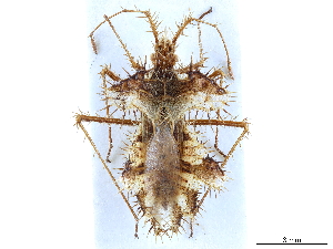  (Phyllomorpha laciniata laciniata - CCDB-34073-G10)  @11 [ ] CreativeCommons - Attribution (2019) Smithsonian Institution Smithsonian Institution