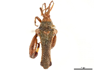  ( - CCDB-34073-H07)  @11 [ ] CreativeCommons - Attribution (2019) Smithsonian Institution Smithsonian Institution