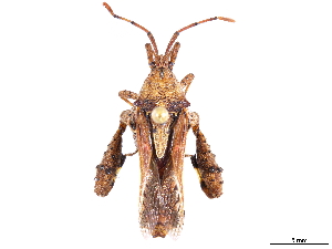  (Meropachyini - CCDB-34073-H08)  @11 [ ] CreativeCommons - Attribution (2019) Smithsonian Institution Smithsonian Institution