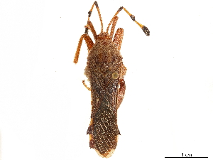  (Spathophora biclavata - CCDB-34073-H11)  @11 [ ] CreativeCommons - Attribution (2019) Smithsonian Institution Smithsonian Institution