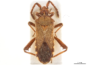  (Loxocnemis - CCDB-34074-H09)  @11 [ ] CreativeCommons - Attribution (2019) Smithsonian Institution Smithsonian Institution