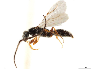  (Holepyris floridanus - CCDB-34077-A09)  @11 [ ] CreativeCommons - Attribution (2019) Smithsonian Institution Smithsonian Institution