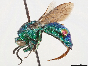  (Pentachrysis admiranda - CCDB-34077-B11)  @11 [ ] CreativeCommons - Attribution (2019) Smithsonian Institution Smithsonian Institution