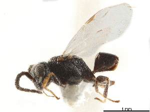  (Bocchus flavicollis - CCDB-34077-C07)  @11 [ ] CreativeCommons - Attribution (2019) Smithsonian Institution Smithsonian Institution