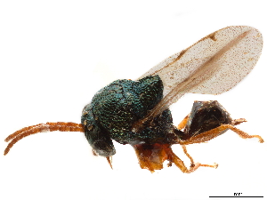 (Ancylotropus montanus - CCDB-34077-E05)  @11 [ ] CreativeCommons - Attribution (2019) Smithsonian Institution Smithsonian Institution