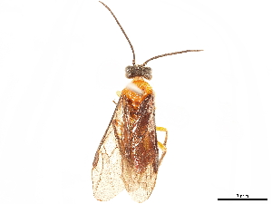  (Monostegidea nigriceps - CCDB-34078-A08)  @11 [ ] CreativeCommons - Attribution (2019) Smithsonian Institution Smithsonian Institution