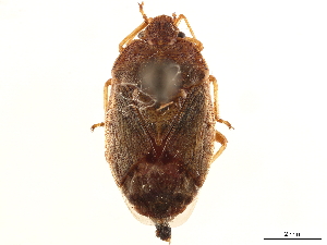  (Acrophyma - CCDB-34078-D03)  @11 [ ] CreativeCommons - Attribution (2019) Smithsonian Institution Smithsonian Institution