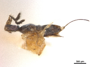  (Blastophaga innumerabilis - CCDB-34079-A10)  @11 [ ] CreativeCommons - Attribution (2019) Smithsonian Institution Smithsonian Institution