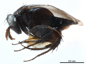  (Eriaporinae - CCDB-34079-E05)  @11 [ ] CreativeCommons - Attribution (2019) Smithsonian Institution Smithsonian Institution