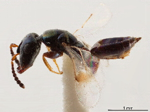  (Acerocephala atroviolacea - CCDB-34079-G05)  @11 [ ] CreativeCommons - Attribution (2019) Smithsonian Institution Smithsonian Institution