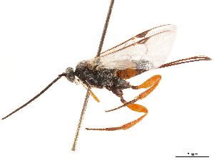 (Dasylagon - CCDB-34080-D10)  @11 [ ] CreativeCommons - Attribution Share Alike (2019) CBG Photography Group Centre for Biodiversity Genomics