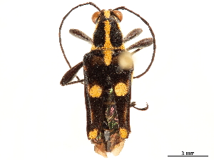  (Anthribola quinquemaculata - CCDB-33583-A01)  @11 [ ] CreativeCommons - Attribution (2019) Smithsonian Institution Smithsonian Institution