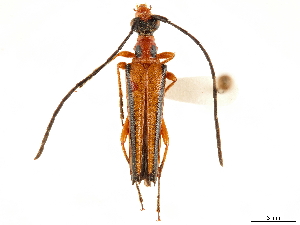  (Eustrangalis distenioides - CCDB-33583-D07)  @11 [ ] CreativeCommons - Attribution (2019) Smithsonian Institution Smithsonian Institution