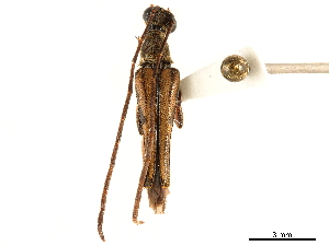  (Parastrangalis lineoligeroides - CCDB-33583-G01)  @11 [ ] CreativeCommons - Attribution (2019) Smithsonian Institution Smithsonian Institution