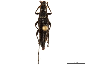  (Pseudotypocerus ater - CCDB-33583-G03)  @11 [ ] CreativeCommons - Attribution (2019) Smithsonian Institution Smithsonian Institution
